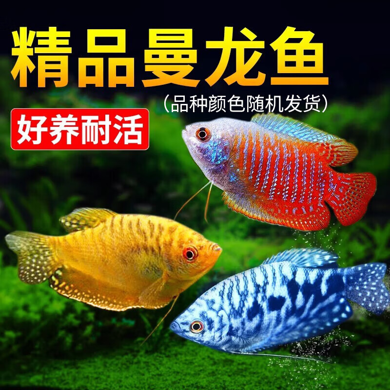 曼龍魚(yú)觀賞魚(yú)好養(yǎng)耐活小型熱帶魚(yú) 好養(yǎng)耐活 曼龍魚(yú) 3-4cm 【顏色隨機(jī)】 1條