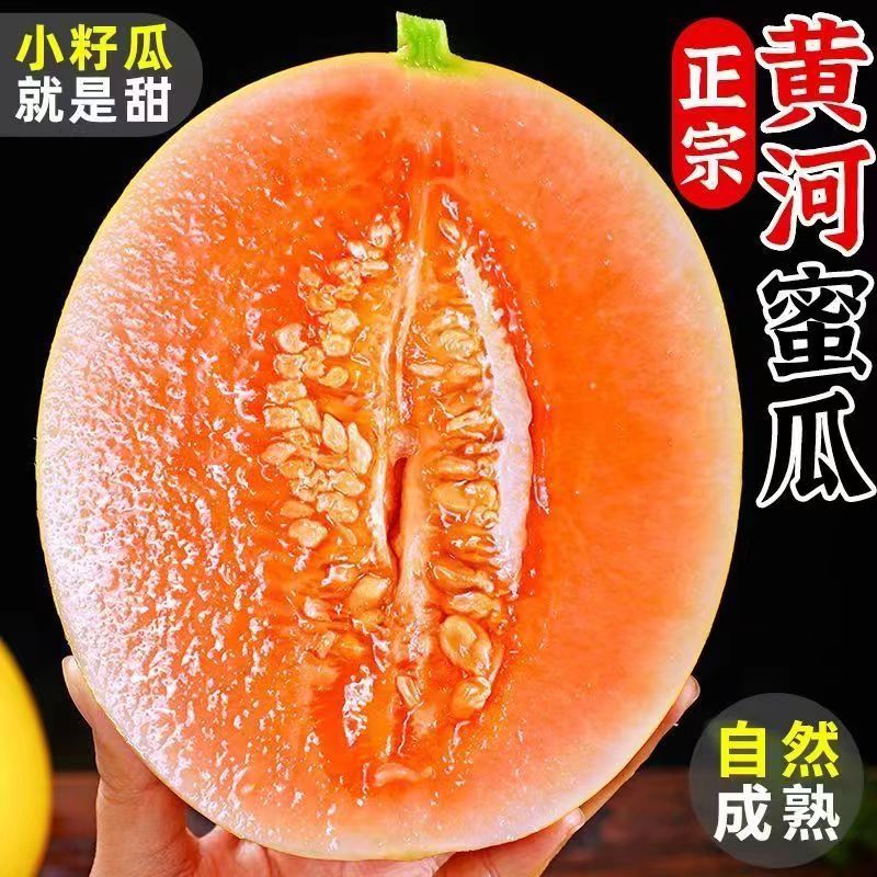初石 特大果 甘肅民勤 冰糖 沙漠瓜 黃河蜜甜瓜 凈 重 4.2斤（1-2個(gè)）