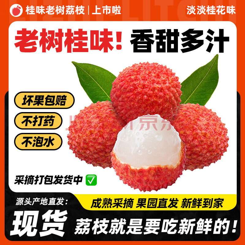 荔皇 廣東高州正宗桂味荔枝 凈重4.5斤普通裝