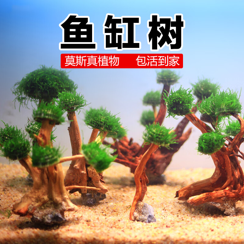 逸樂寵 魚缸造景裝飾 莫斯樹1頭高(8-12cm)