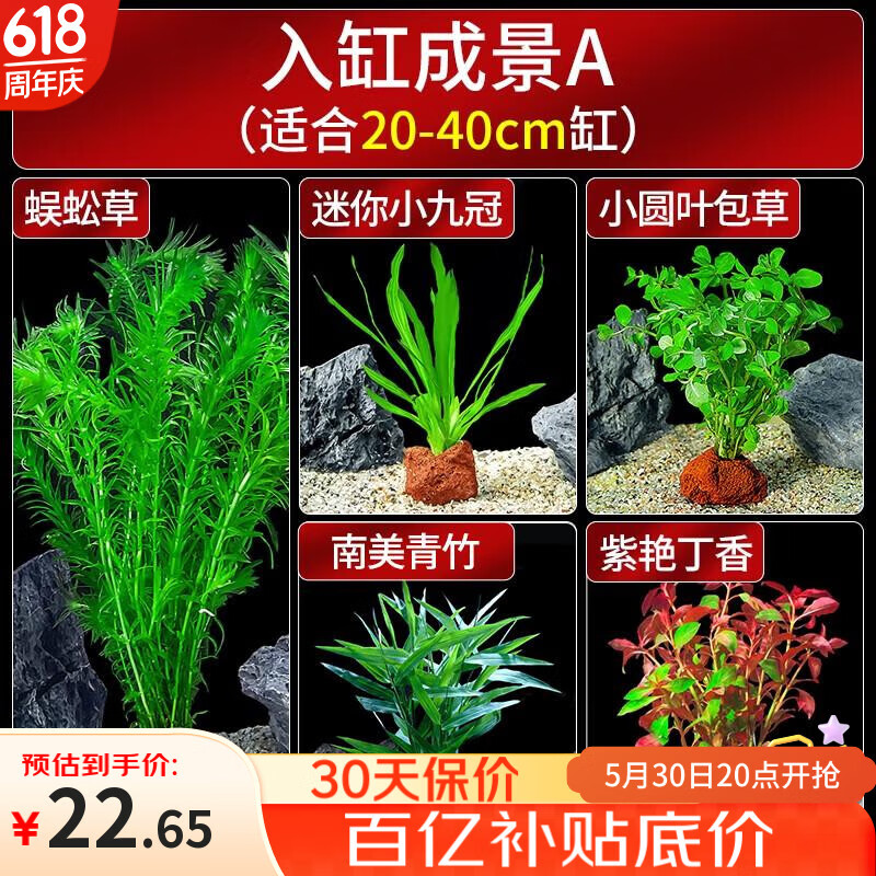限移動端、京東百億補貼：瘋狂水草 crazy aquatic plants 魚缸水草植物直接入缸火山石魚缸造景套餐20-40cm缸源頭直發a
