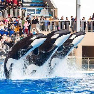 28日0點：含雙人無限暢玩門票！上海海昌海洋公園度假酒店 驚喜主題高級大床房1晚含雙早