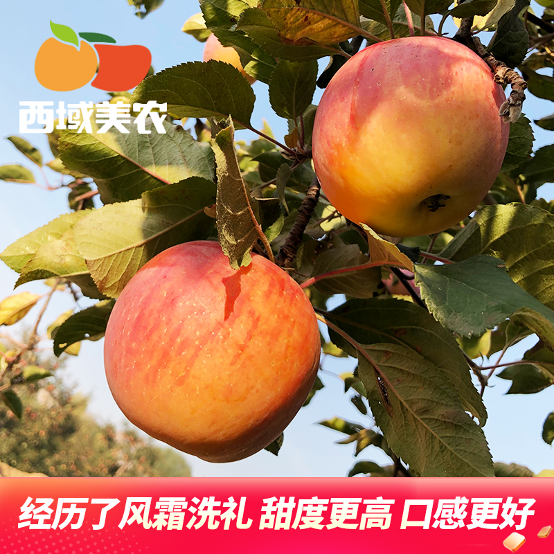 88VIP會員：西域美農 冰糖心丑蘋果 5斤