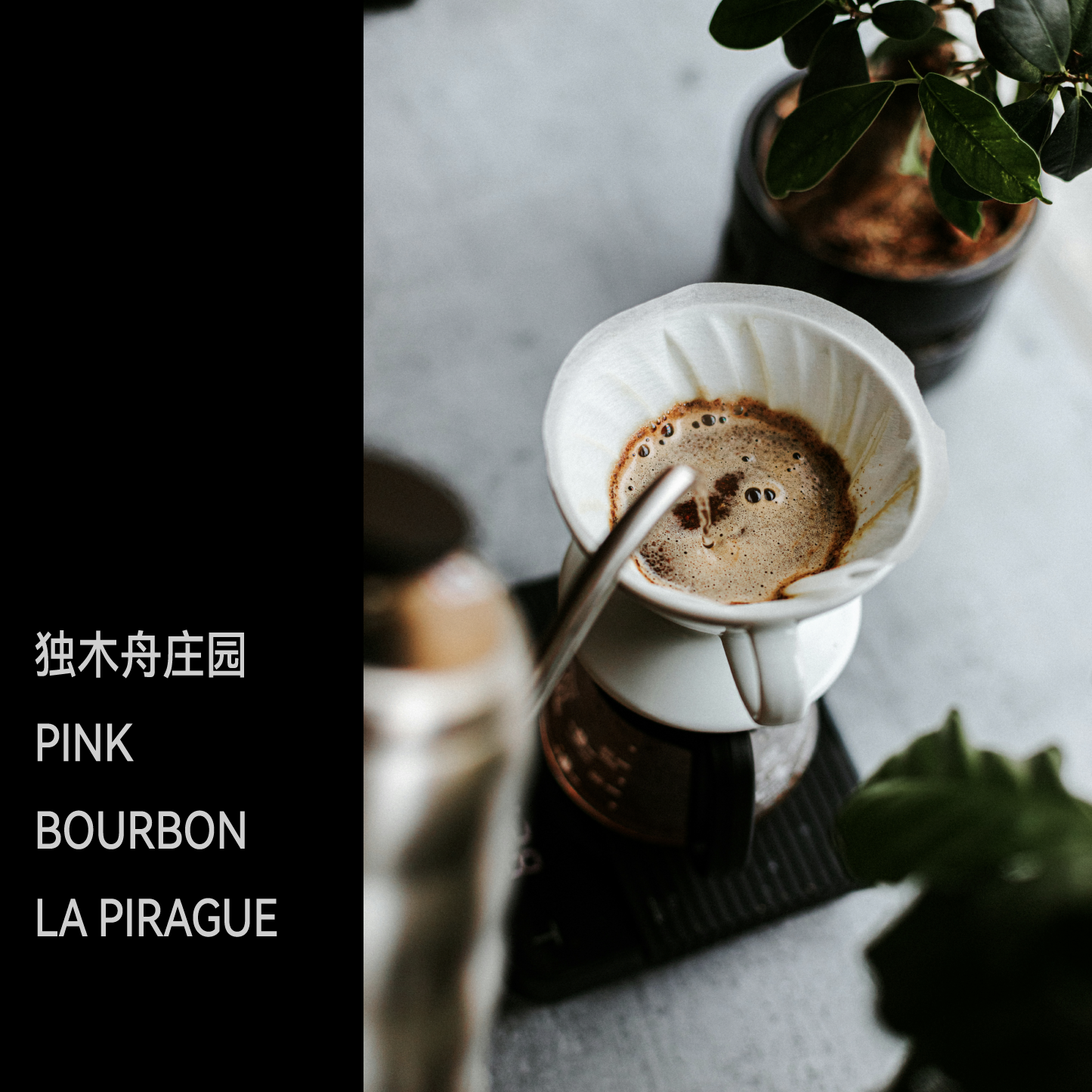LetsGrindCoffee 哥倫比亞 獨木舟莊園 水洗處理 粉波旁 淺烘 60g