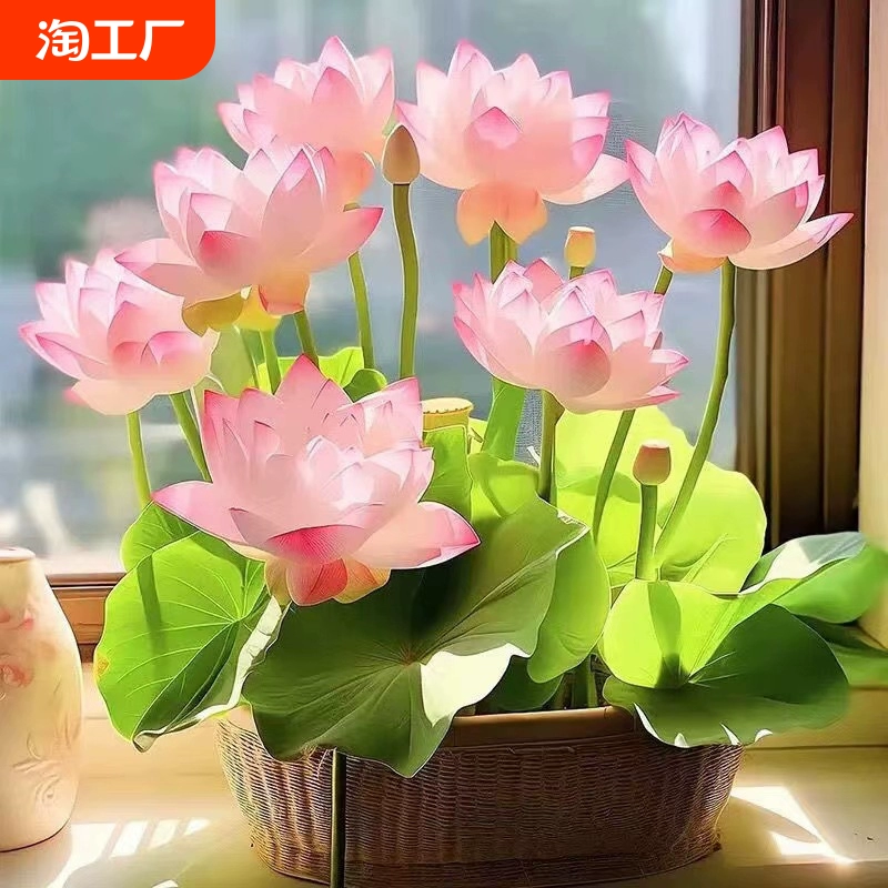 碗蓮水培植物種籽子四季開花荷花花卉室內客廳魚缸好水養盆栽桌面
