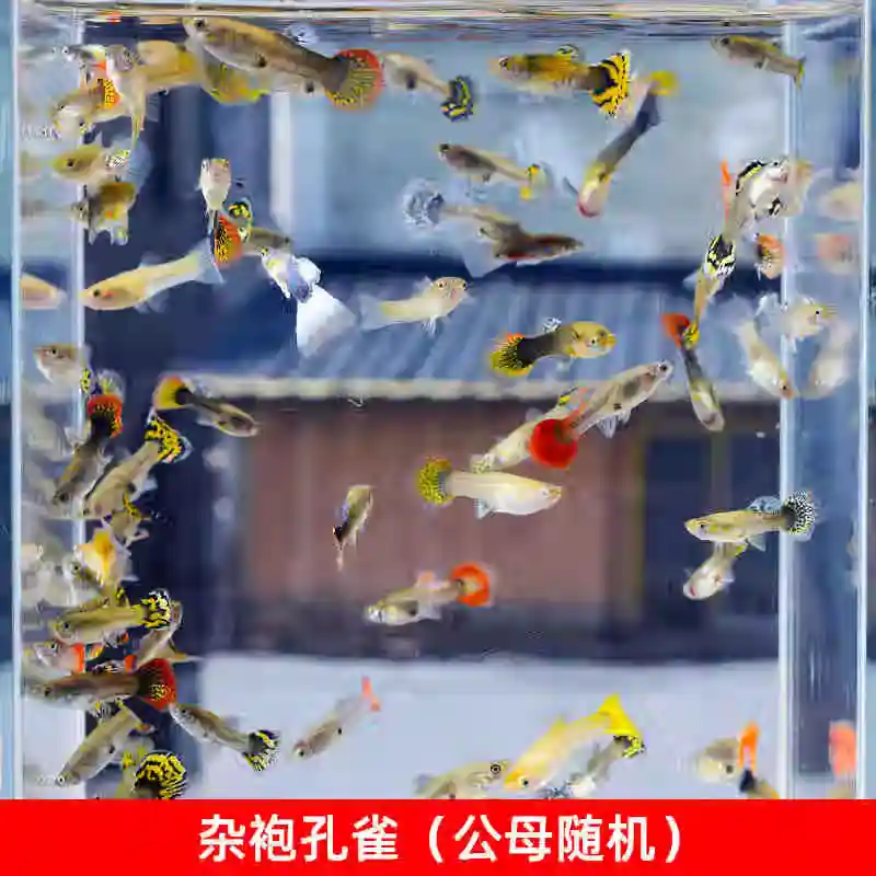 小型熱帶魚觀賞魚孔雀魚雜袍孔雀魚天空藍(lán)活體活魚紅扇血紅 雜袍孔雀魚10條【顏色隨機(jī)】