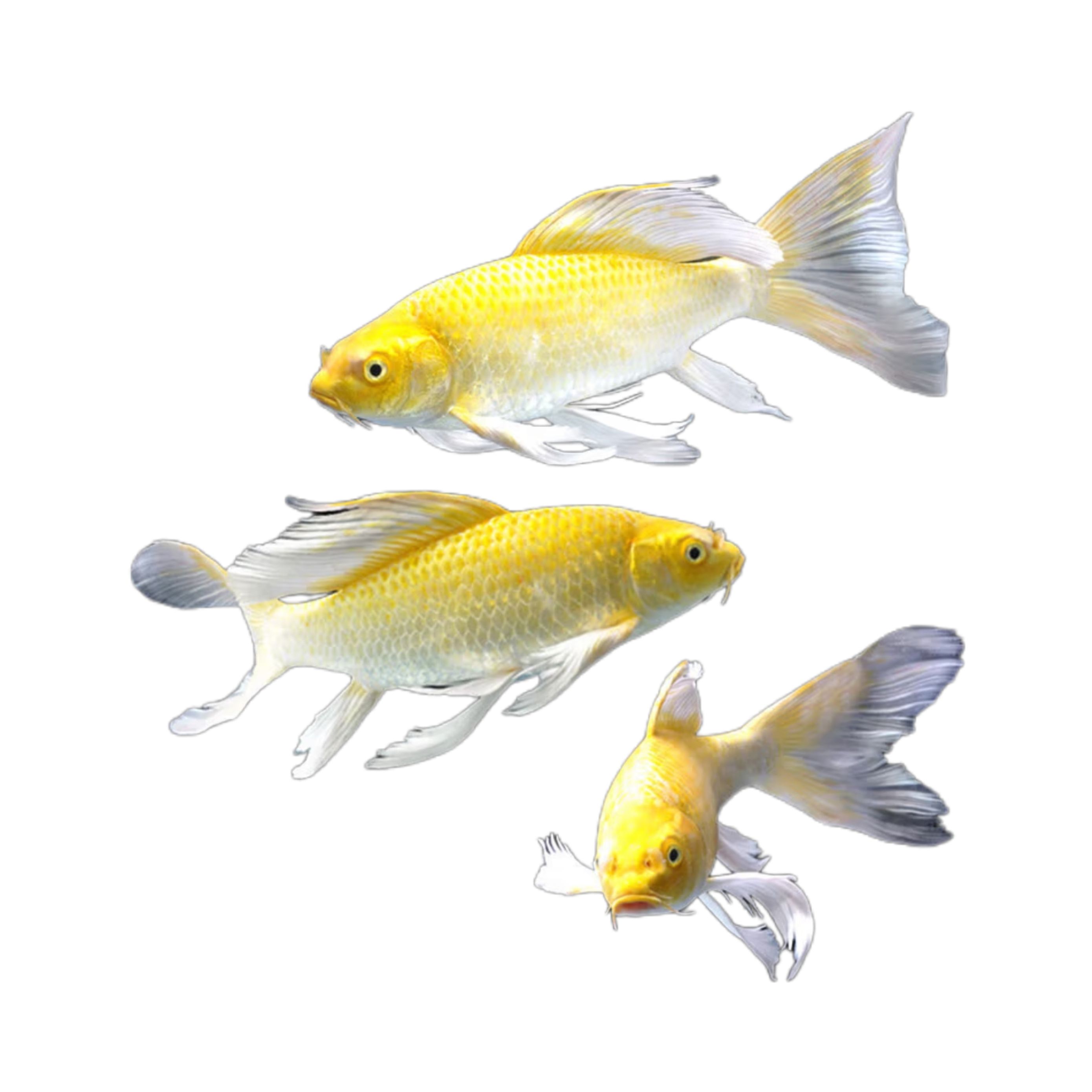 大型純種錦鯉活魚(yú)冷水魚(yú)淡水魚(yú)風(fēng)水魚(yú)好養(yǎng)耐活養(yǎng)不死黃金招財(cái)魚(yú) 精品黃金錦鯉（不分長(zhǎng)短尾） 5-7厘米3條