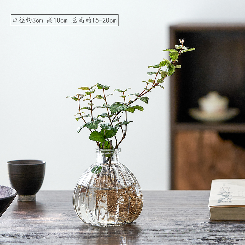 水培花葉絡石懶人植物 15厘米 花葉絡石+水培南瓜盆