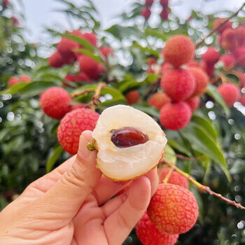 甜萌果蔬 黑葉荔枝禮盒【單果約18g+】 凈重4.5斤