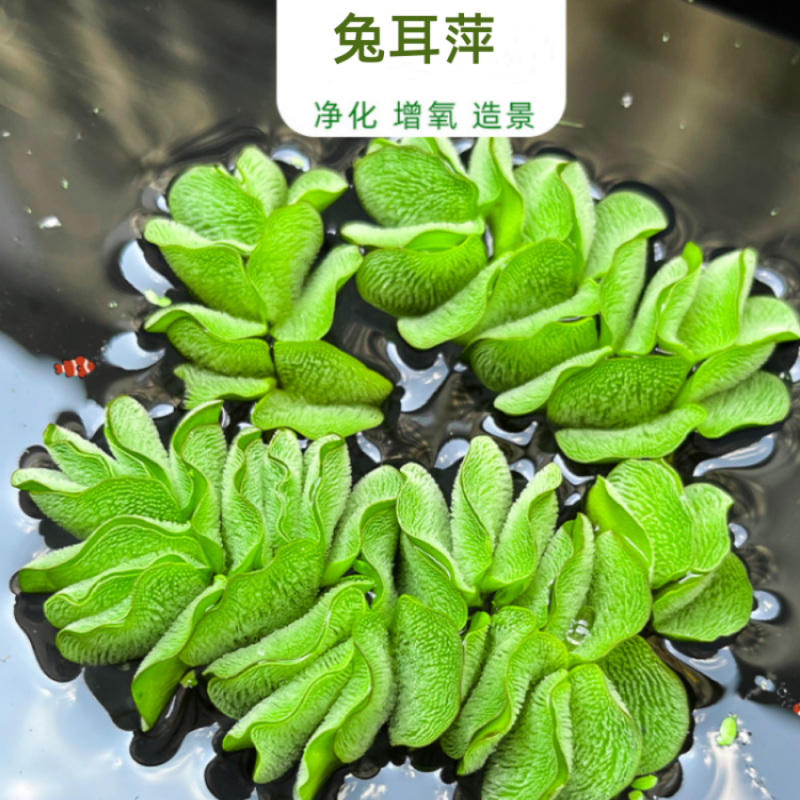 魚缸水草植物 兔耳萍 2棵