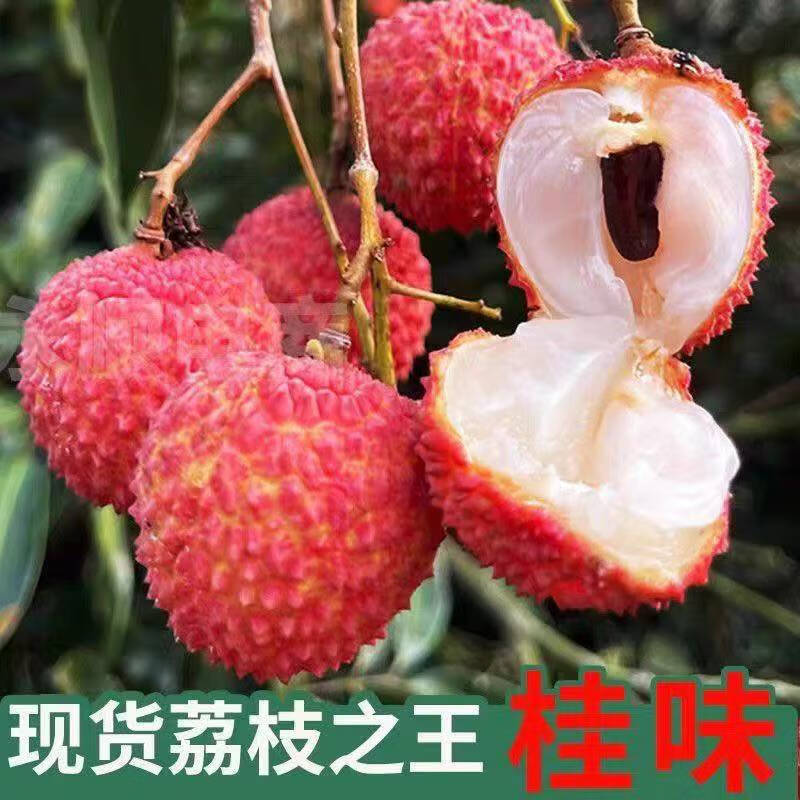 農(nóng)端直選 廣東茂名桂味荔枝5斤 順豐JD