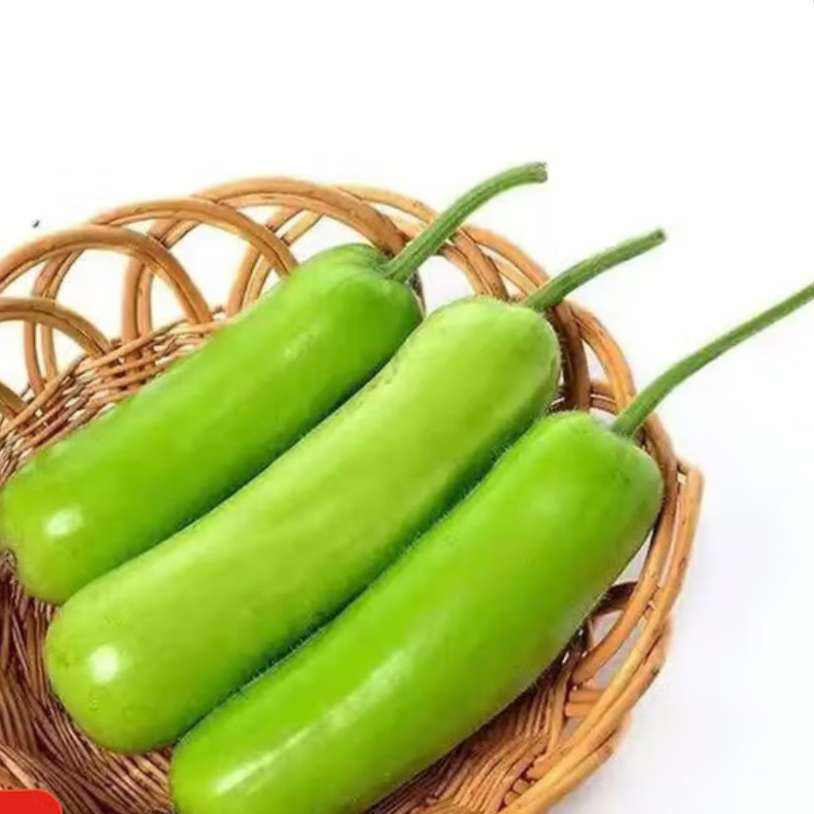 農(nóng)家新鮮現(xiàn)摘瓠子瓜 蒲瓜胡瓜 新鮮蔬菜生鮮夜開(kāi)花 瓠瓜 4斤 帶箱